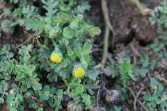 Grangea maderaspatana